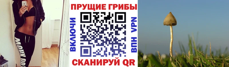 продажа наркотиков  Голицыно  блэк спрут онион  Галлюциногенные грибы мухоморы 